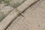 PICTURES/Chimney Rock National Monument - Pagosa Springs, CO/t_P1020303.JPG